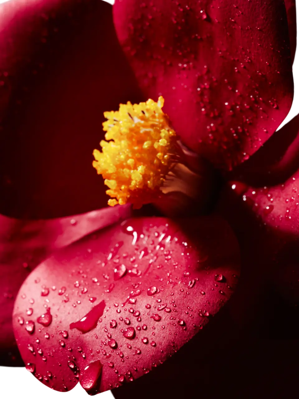 flower-explore-image