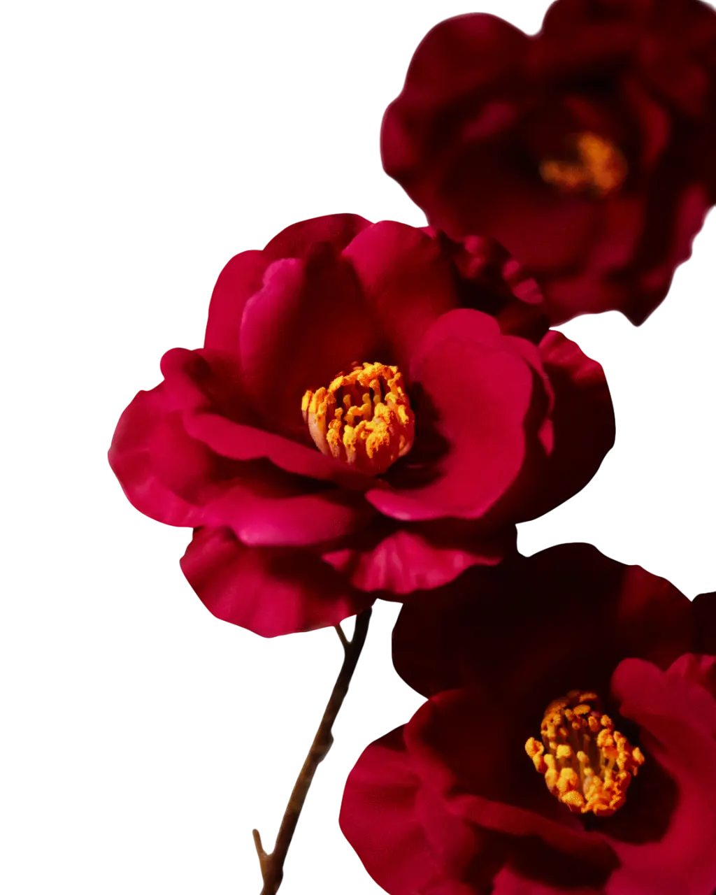 history-flower-image